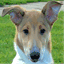 smooth-collie.nl