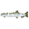 ifishlakechamplain.com