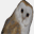 wise-owl.co.uk