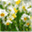 daffodilstouch.wordpress.com