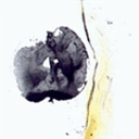 cleanlivingservicesllc.com