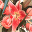 oorphee.over-blog.com