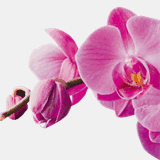 beautyskin-cosmetics.ch