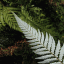 silverfernsof.nz