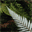silverfernsof.nz