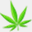 washingtonmarijuanaclones.com