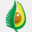 nzavocado.co.nz