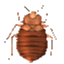 305bedbugs.com