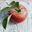 carllaidlaworchards.ca