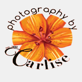 photographybycarlise.com