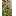thewindflowerhouse.com