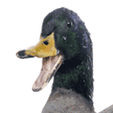 lookaduck.com