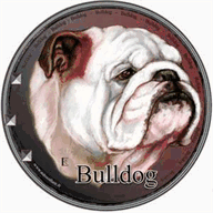 bulldog-anglais.fr.gd