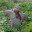 fletchtheperchcrow.wordpress.com
