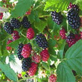 baharat-aktariye.tr.gg