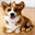 corgisuit.com