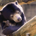 sunbear.tornparchment.com