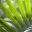 creolefusion.wordpress.com