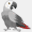 psittacus-ble.co.uk