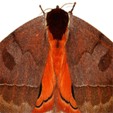 pkakickboxing.org