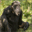 greatapetrust.org