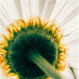 coastalhomehealthandhospice.com