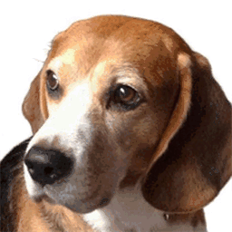 perros-beagle.com