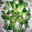 ericjacquelin-photosplantes.over-blog.com