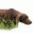 jagamedhund.se