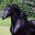 imperialreignfriesians.com
