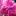 bloomingrecklessly.wordpress.com