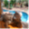 thepamperediguana.com