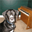 synthdogs.com