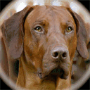 rhodesian-ridgeback-zuechterin.de