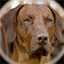 rhodesian-ridgeback-zuechterin.de