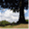 shadetreeperspective.wordpress.com