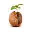 retirementinanutshell.net