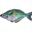 fish.chainsremoved.com