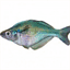 fish.chainsremoved.com