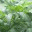 grainedecanabis.wordpress.com