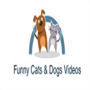 funnycatsanddogsvideos.com