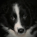 border-aussie.com