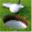 swfjga.org