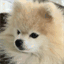 tommypom.com