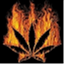 phoenixcannabiscoalition.org