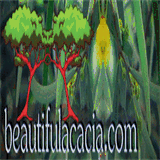 beautifulacacia.com