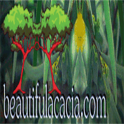 beautifulacacia.com