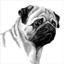 pug.org.ua