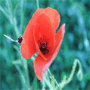 bienvenue-chez-amelie.over-blog.com