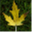 treeandneighborlawblog.com